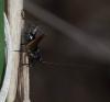 327343 – Photo : Pascale Guinchard – France (20)